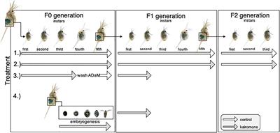 Higher, Faster, Better: Maternal Effects Shorten Time Lags and Increase Morphological Defenses in Daphnia lumholtzi Offspring Generations